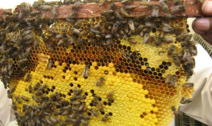 Delhi Man Tries To Burn Down Bee Hive Outside Home, Gets Burnt To Death ...