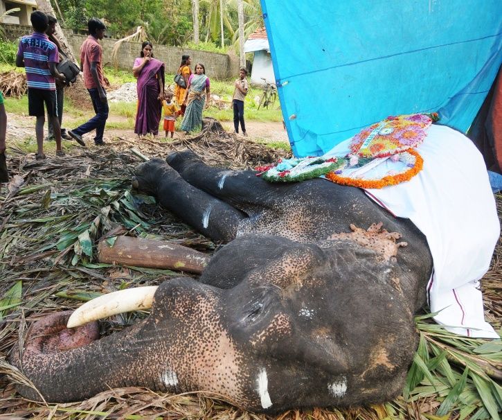 Six Captive Elephants Died In Kerala In One Month