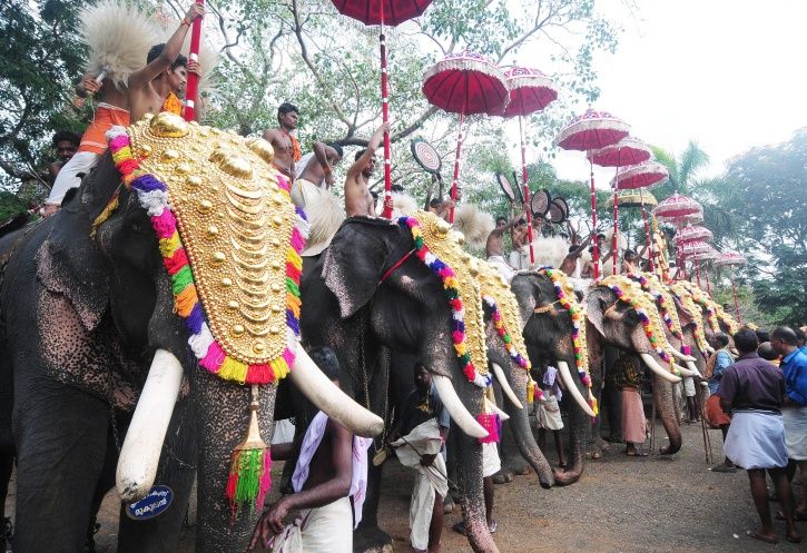 Six Captive Elephants Died In Kerala In One Month
