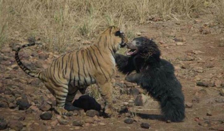 Sloth Bear Fearlessly Fights Ferocious Tiger To Save Her Cub In ...