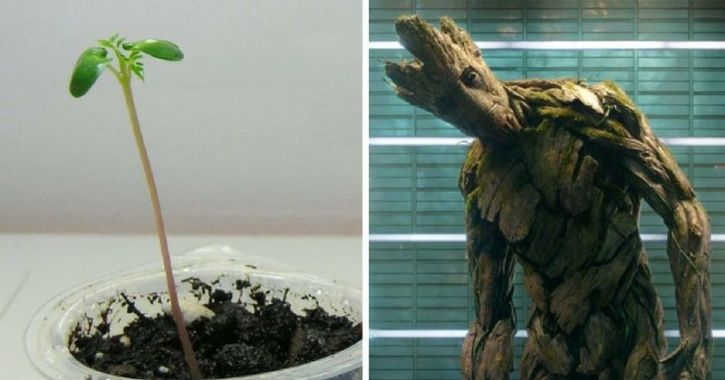 Childhood pictures of Avengers AKA Groot