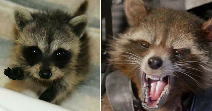 Childhood pictures of Avengers cast, Rocket Racoon 