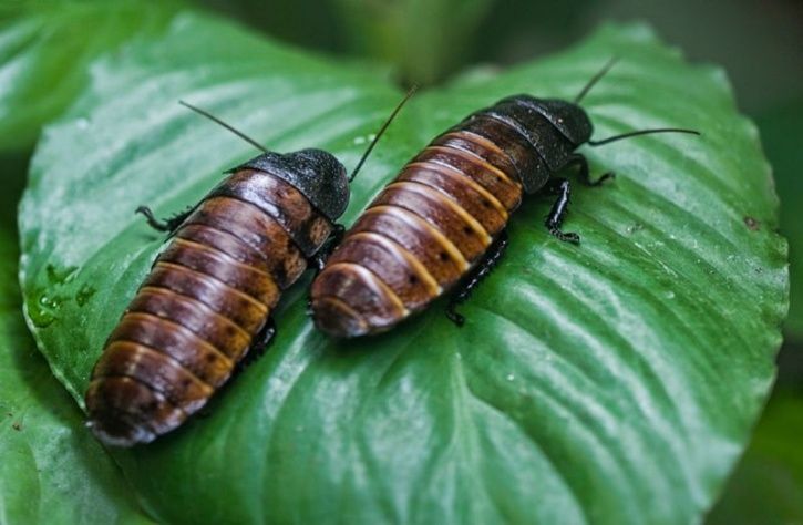 Could Cockroach Milk Be The Next Big Superfood?