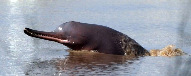 First Ever Survey Finds Breeding Population Of Indus River Dolphins In Punjab's Beas River