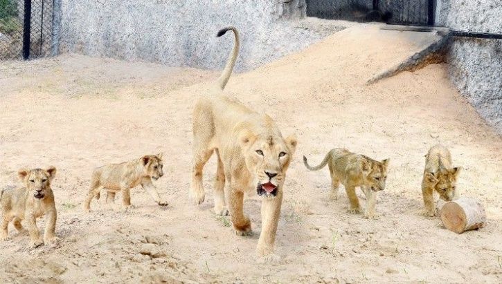 Lion Mothers Cubs After Lioness Dies