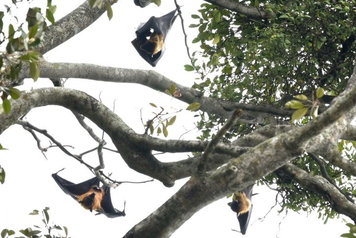 Nipah Virus Claims Two More Lives In Kerala