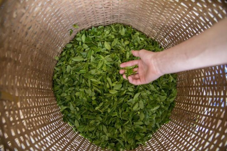 Scientist Accidentally Discover Nanoparticles In Tea Leaves That Kill Lung Cancer Cells
