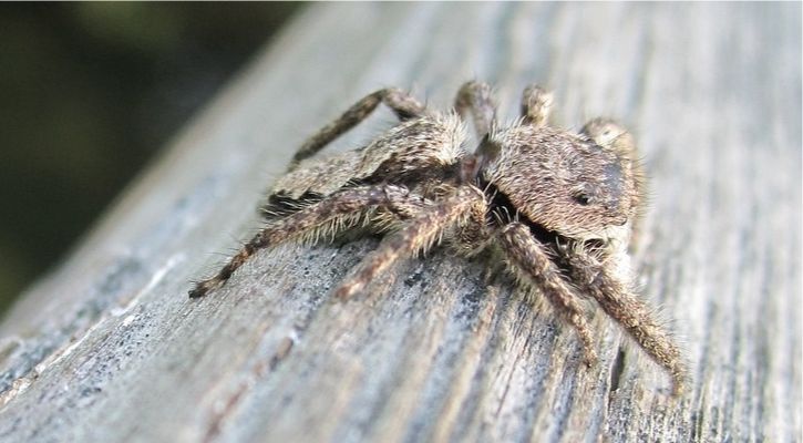 Scientists Trained a Spider to Jump on Command