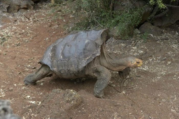 #WorldTurtleDay: 7 Instances Where People Around The World Did Their ...