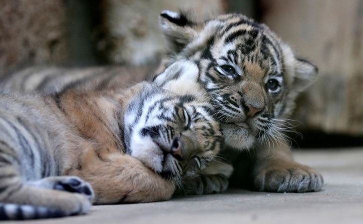 2 tiger cubs killed