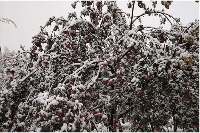 apple orchids, Jammu and Kashmir, snowfall, rescue, government, losses