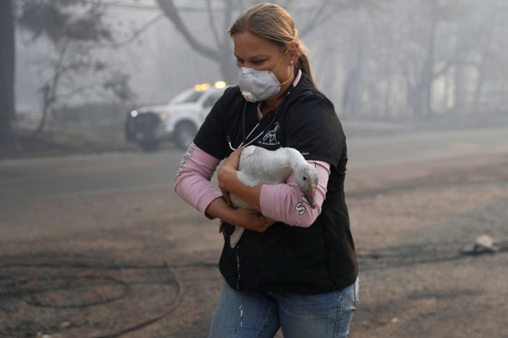 California fire, animals, abandoned, activists, 42 dead, burns, injuries, people