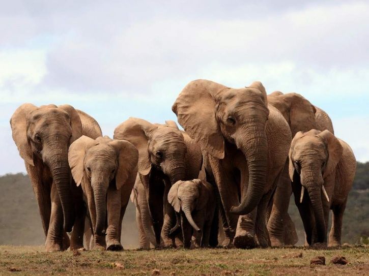 Elephants Are Now Evolving Without Tusks After Being Hunted For Ivory