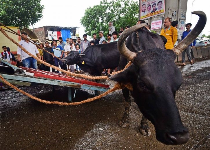 Karnataka, digital ear implants, cows, buffaloes, tracking, oxytocin, drug, misuse