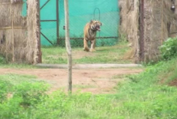 Mahavir Tiger