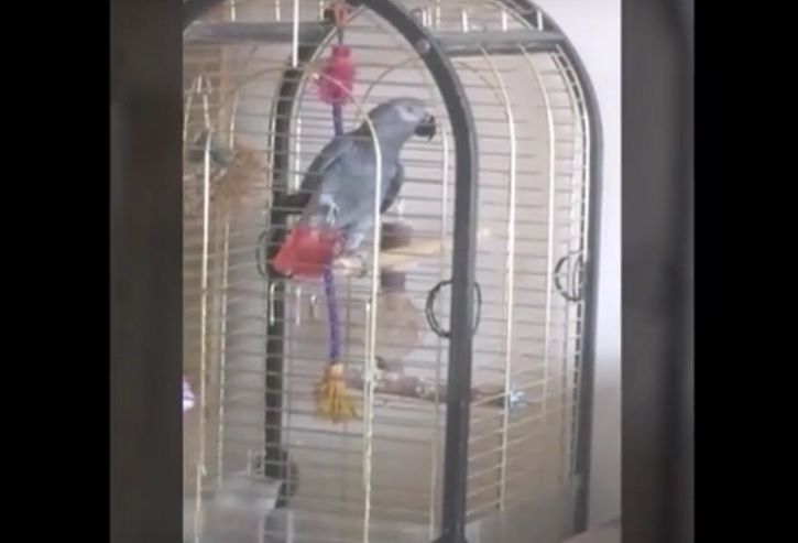 Parrot Mimics Fire Alarm