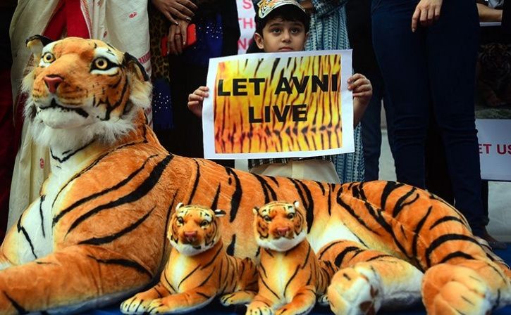 Weeks After Tigress Avni Was Brutally Shot Dead Her Two Orphaned Cubs Spotted