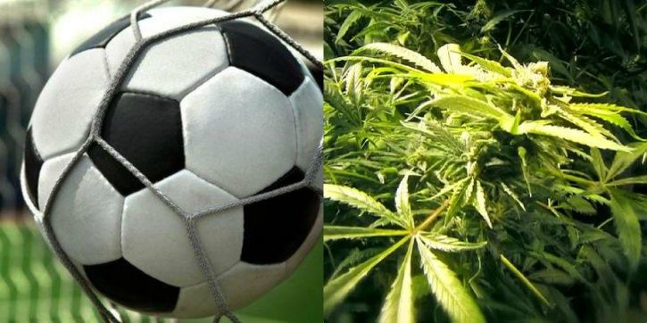 Cannabis is growing in a football stadium
