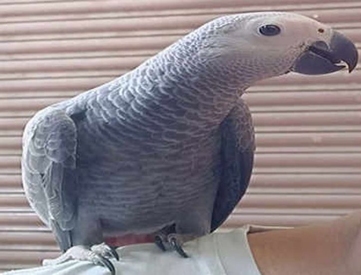 congo grey parrot stolen 