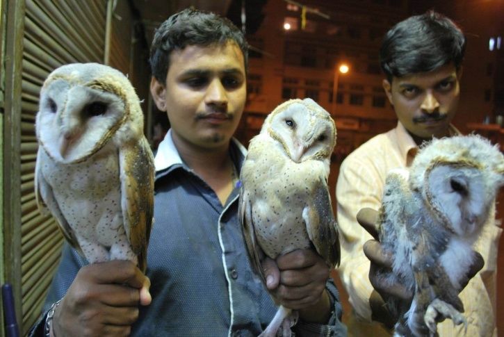 owl smuggling, Meerut, Uttar Pradesh, tantrics, black magic, endangered species, Diwali