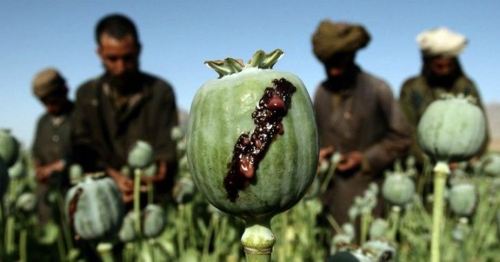 Afghanistan's Deadly Poppy Harvest On Rise Again, Punjab To Remain ...