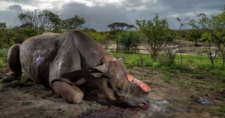 rhino horn trade china poaching