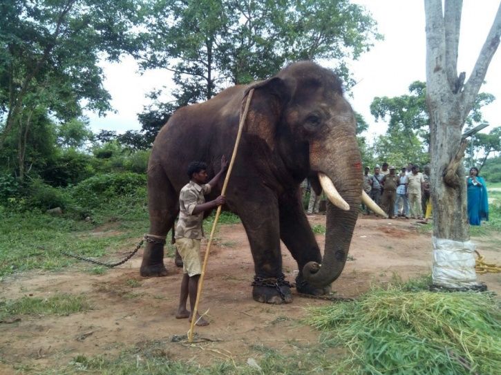 Rowdy Ranga Elephant