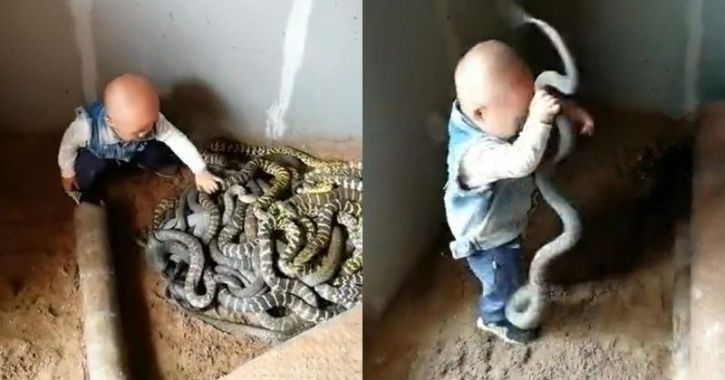 Two-year-old boy plays with giant snake in viral video