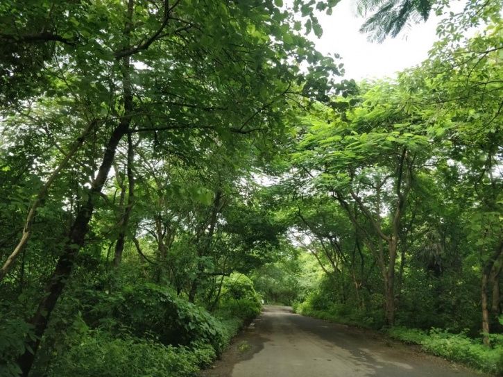 Aarey Forest Mumbai 