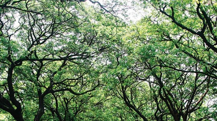 Aarey Forest Mumbai 