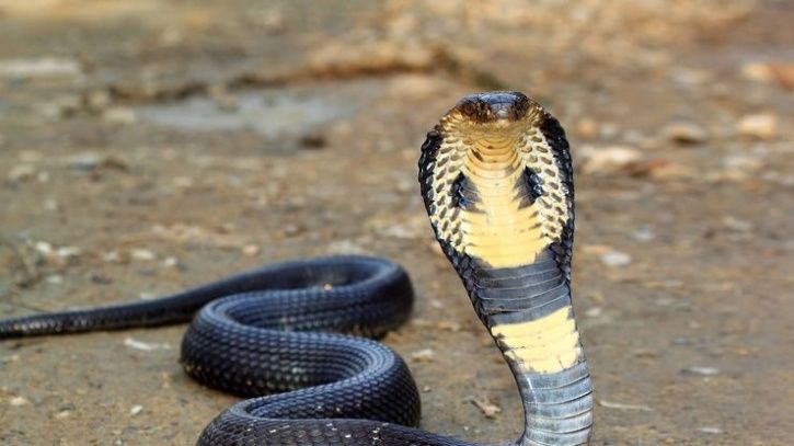 Cobra: Snake catcher in Rajasthan dies within minutes after being bitten by  a cobra - The Economic Times