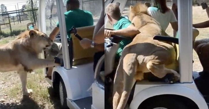 lion climbs on tour bus