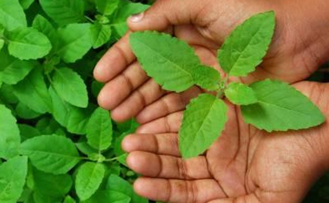 Why You Need To Be Adding Tulsi, ‘The Queen Of Herbs’ To Your Diet