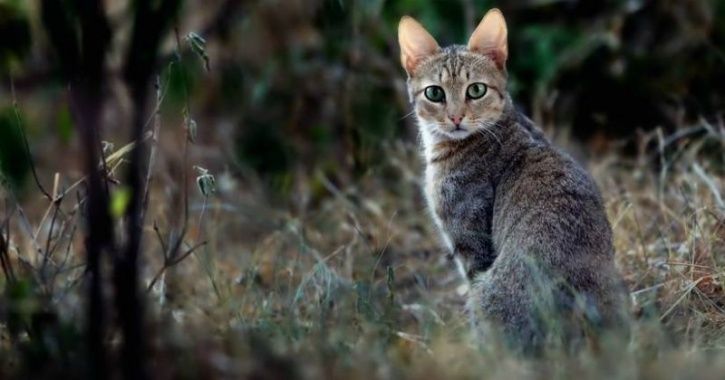 Australia Is Set To Kill Millions Of Feral Stray Cats By Air-Dropping Poisonous Sausages