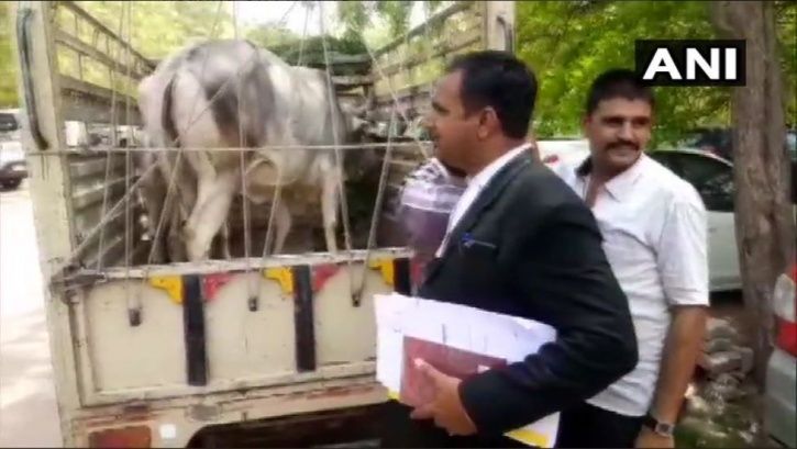 cow, Jodhpur, Rajasthan, magistrate, ownership dispute, metropolitan police