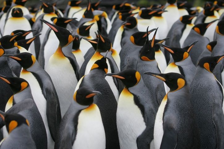 Antarctica's Emperor Penguins Face Extinction With No Breeding Ground