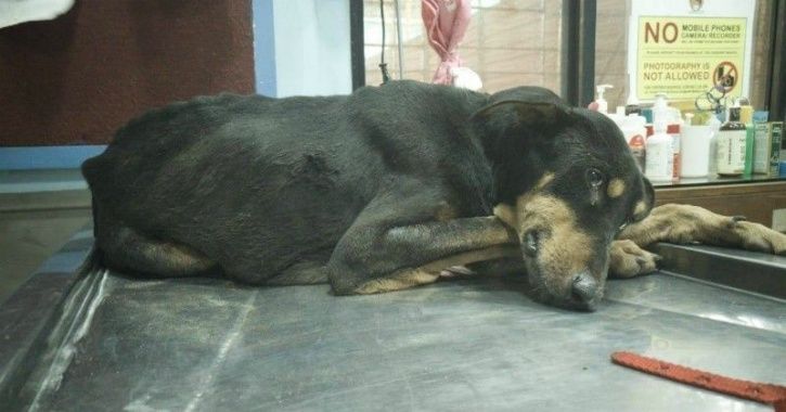 Gurugram, dogs, residents, CCTV footage, NGO, people for animal, animal cruelty