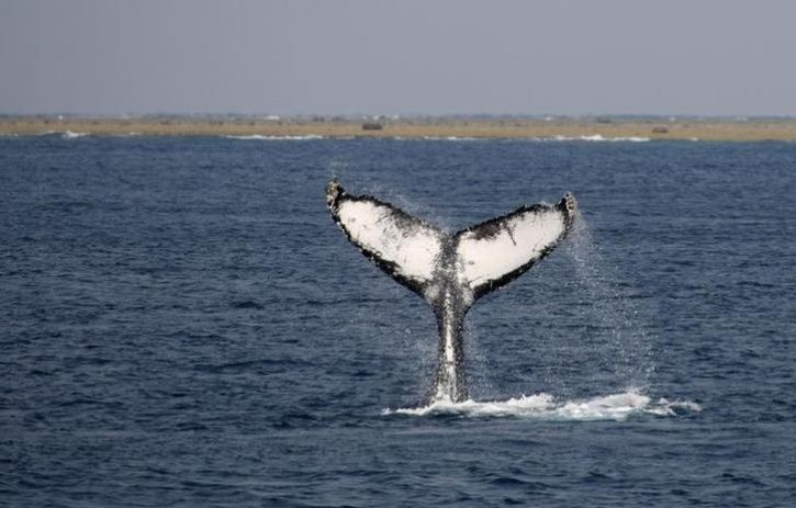 Japan Whale