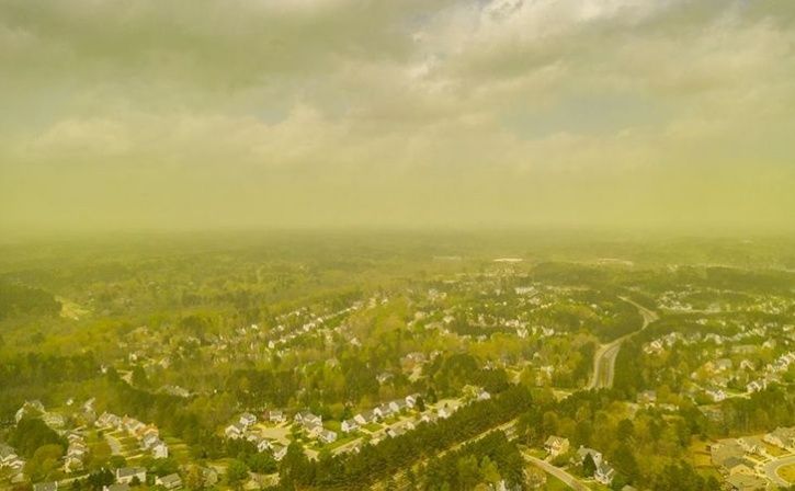 Pollen In Air Could Help Predict Asthma Risk, Can Help People Manage ...