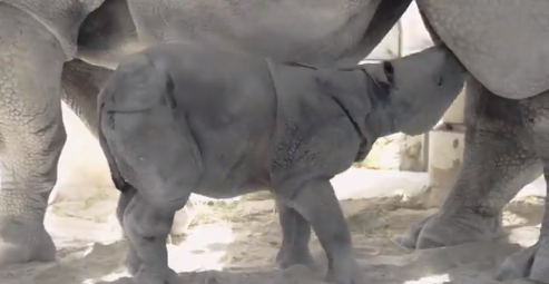 Rare rhino birth at Zoo Miami