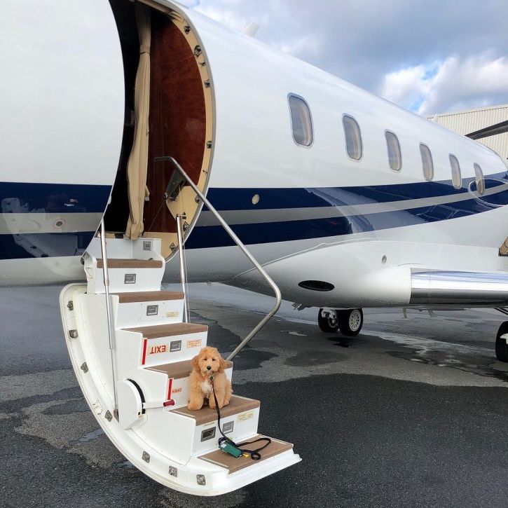 Oddly Obsessed: These Rich Dogs Of Instagram Are Living A More Lavish ...