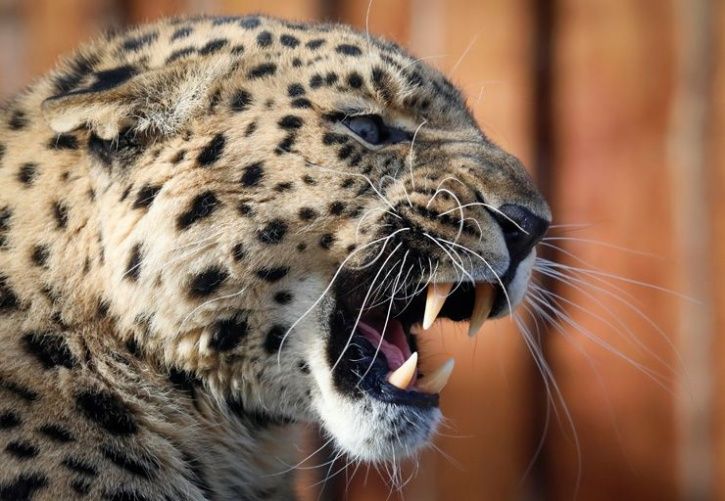 Woman Saves Her 18-Month-Old Son From Leopard’s Jaws In Junnar