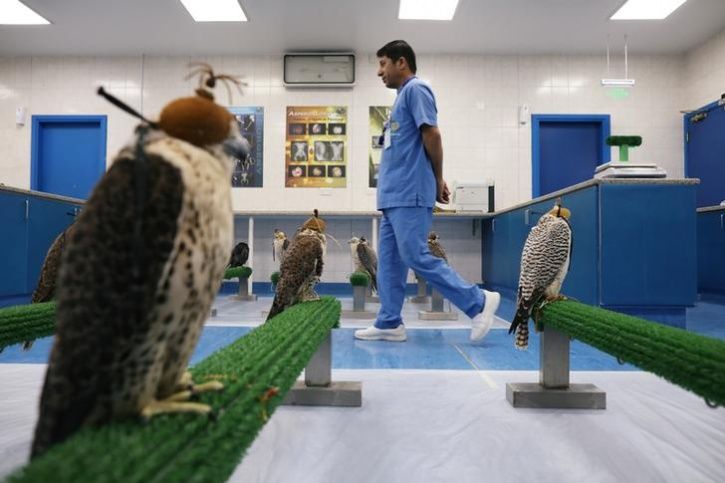 worlds largest falcon hospital