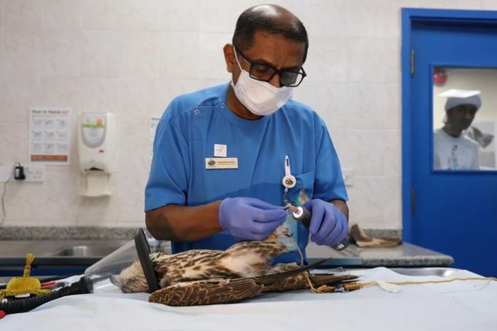 A Sneak Peek Inside The World's Largest Falcon Hospital In Abu Dhabi