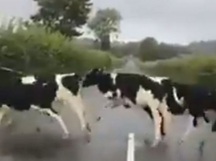 video cows jumping line