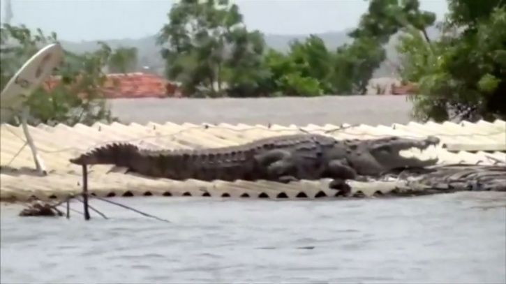 Gujarat, Gujarat Floods, Gujarat Crocodile, Crocodile Rescue, Karnataka Crocodile 