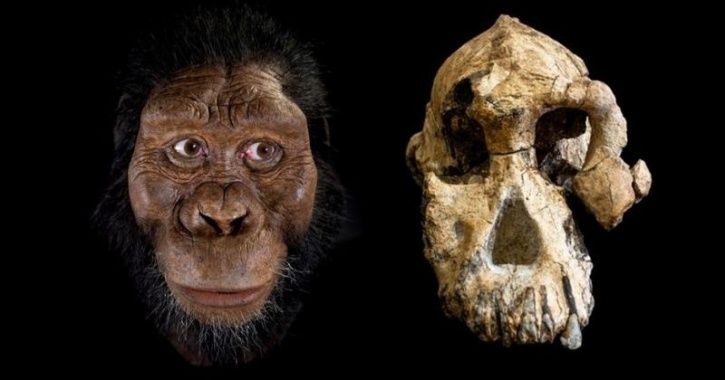 human ancestors