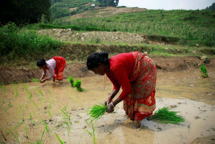 Study Reveals Women Working In Agriculture Sector Affects Her Household ...