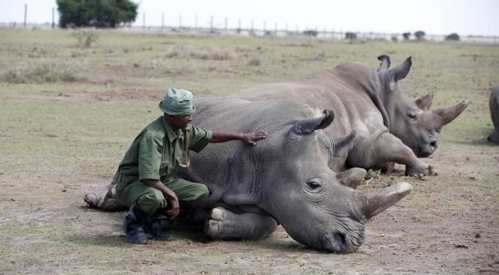 Last Two Northern White Rhinos On Earth Are Successfully Inseminated ...