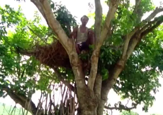 Odisha Tree House,